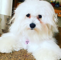 Personalized Dog Tag